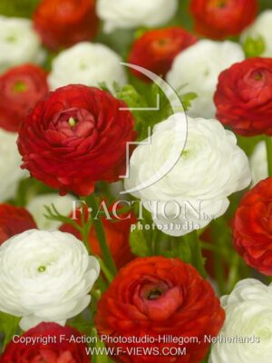 botanic stock photo Ranunculus