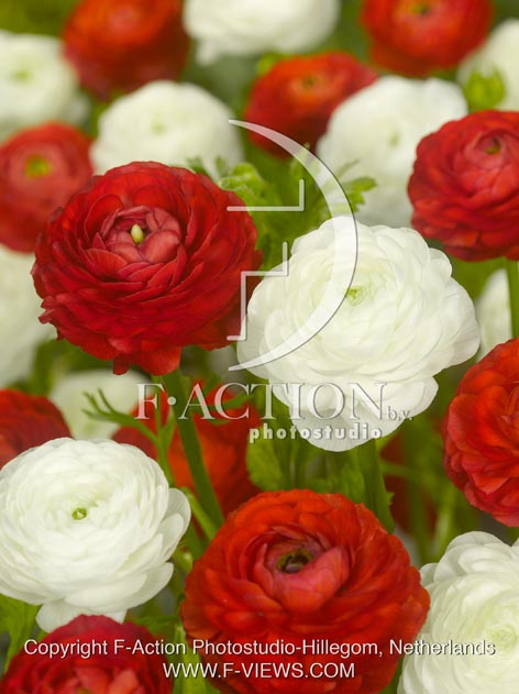 botanic stock photo Ranunculus
