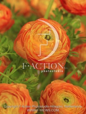 botanic stock photo Ranunculus