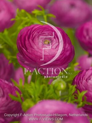 botanic stock photo Ranunculus