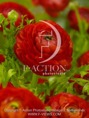 botanic stock photo Ranunculus