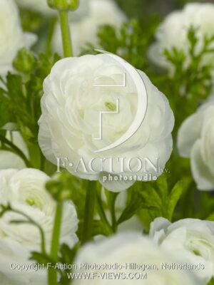botanic stock photo Ranunculus