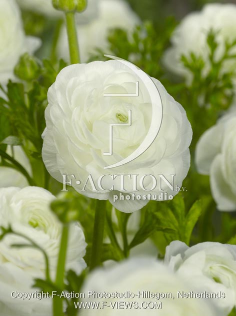 botanic stock photo Ranunculus