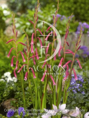 botanic stock photo Watsonia