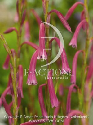 botanic stock photo Watsonia