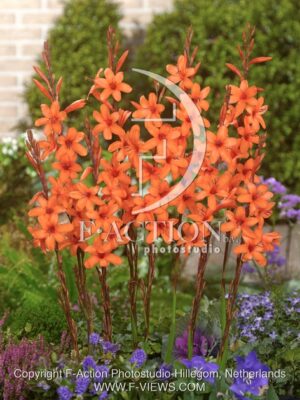 botanic stock photo Watsonia