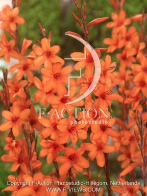 botanic stock photo Watsonia
