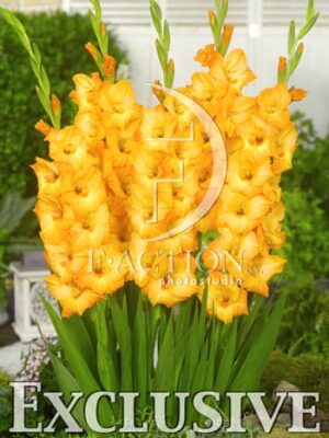 botanic stock photo Gladiolus