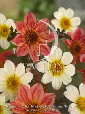 botanic stock photo Dahlia