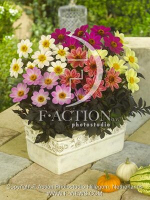 botanic stock photo Dahlia