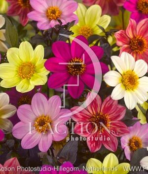 botanic stock photo Dahlia