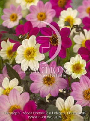 botanic stock photo Dahlia