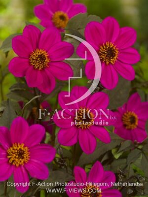 botanic stock photo Dahlia