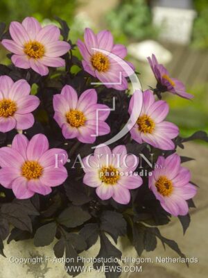 botanic stock photo Dahlia
