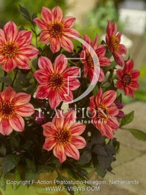 botanic stock photo Dahlia