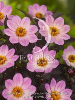 botanic stock photo Dahlia
