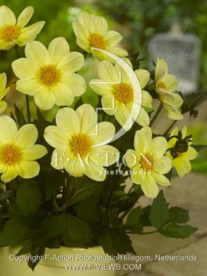 botanic stock photo Dahlia