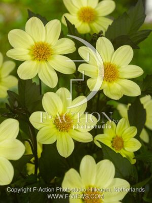 botanic stock photo Dahlia