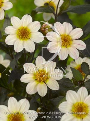 botanic stock photo Dahlia