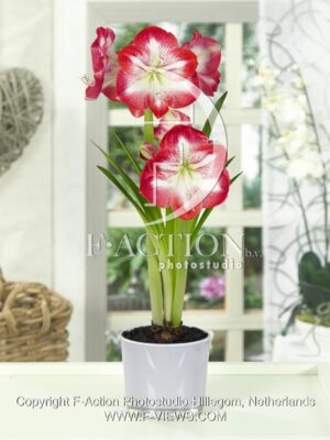 botanic stock photo Hippeastrum