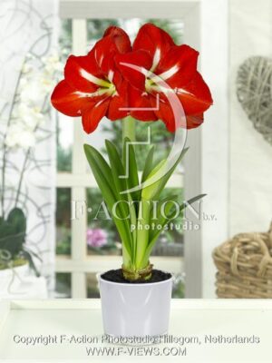 botanic stock photo Hippeastrum