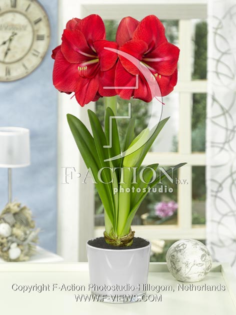 botanic stock photo Hippeastrum