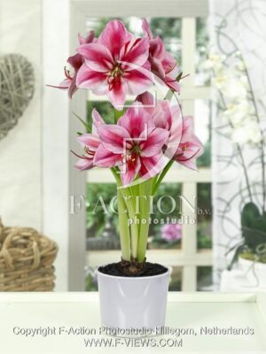 botanic stock photo Hippeastrum