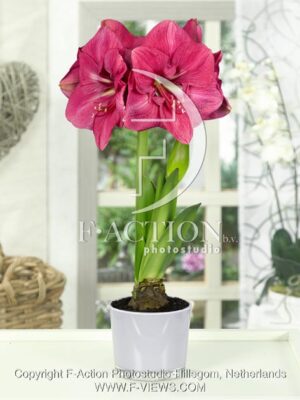 botanic stock photo Hippeastrum