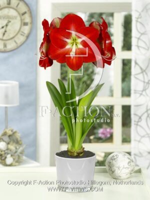 botanic stock photo Hippeastrum