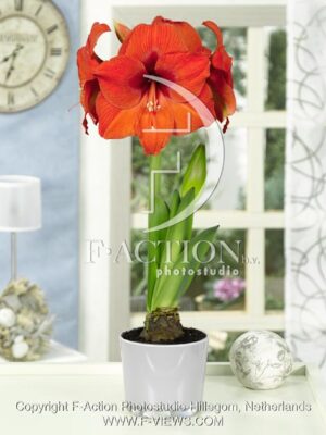 botanic stock photo Hippeastrum