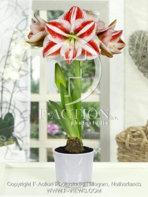 botanic stock photo Hippeastrum