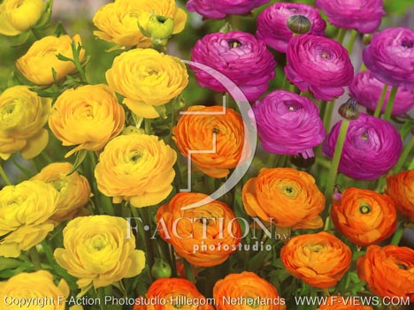 botanic stock photo Ranunculus
