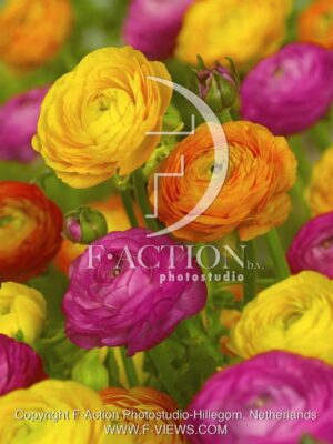 botanic stock photo Ranunculus