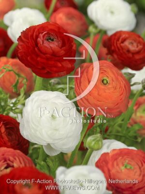 botanic stock photo Ranunculus