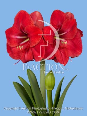 botanic stock photo Hippeastrum