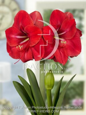 botanic stock photo Hippeastrum