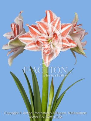botanic stock photo Hippeastrum