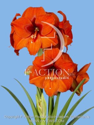 botanic stock photo Hippeastrum