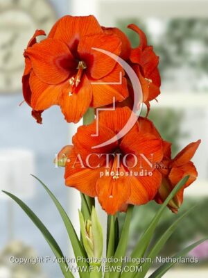 botanic stock photo Hippeastrum