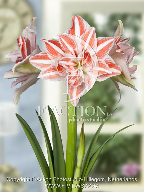 botanic stock photo Hippeastrum