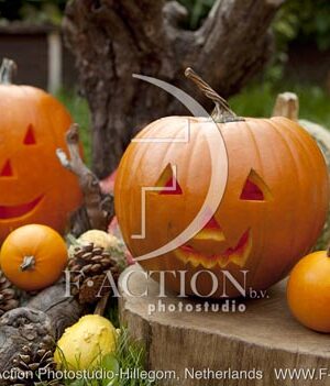 botanic stock photo Pumpkin