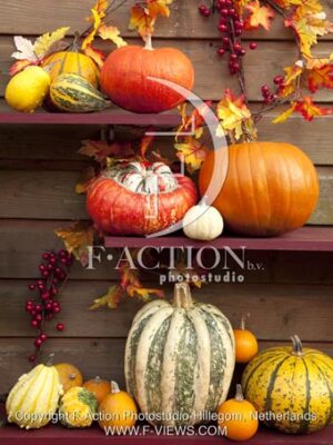 botanic stock photo Pumpkin