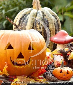 botanic stock photo Pumpkin