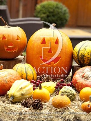 botanic stock photo Pumpkin