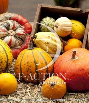 botanic stock photo Pumpkin