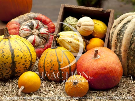 botanic stock photo Pumpkin