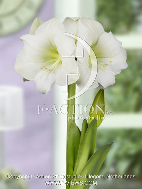 botanic stock photo Hippeastrum