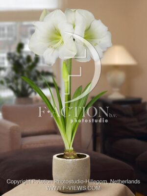 botanic stock photo Hippeastrum