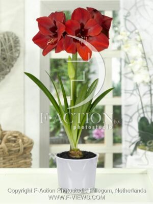 botanic stock photo Hippeastrum