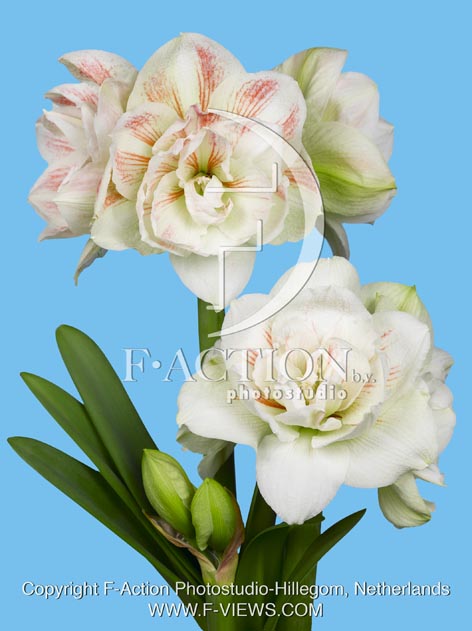 botanic stock photo Hippeastrum